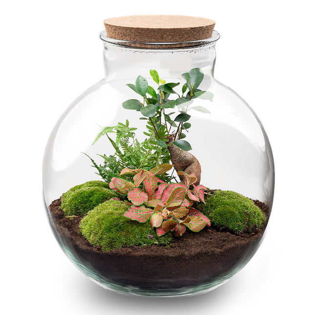 Bolder Bob Bonsai - Flaschengarten mit Licht - DIY Terrarium mit Pflanzen im Glas - Ø 31 cm ↑ 30 cm
