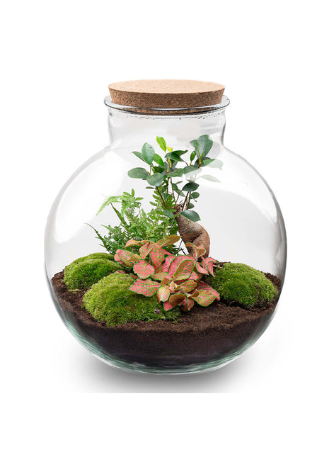 Terrarium DIY Kit - Bolder Bob Bonsai - Bottle Garden - ↑ 30 cm
