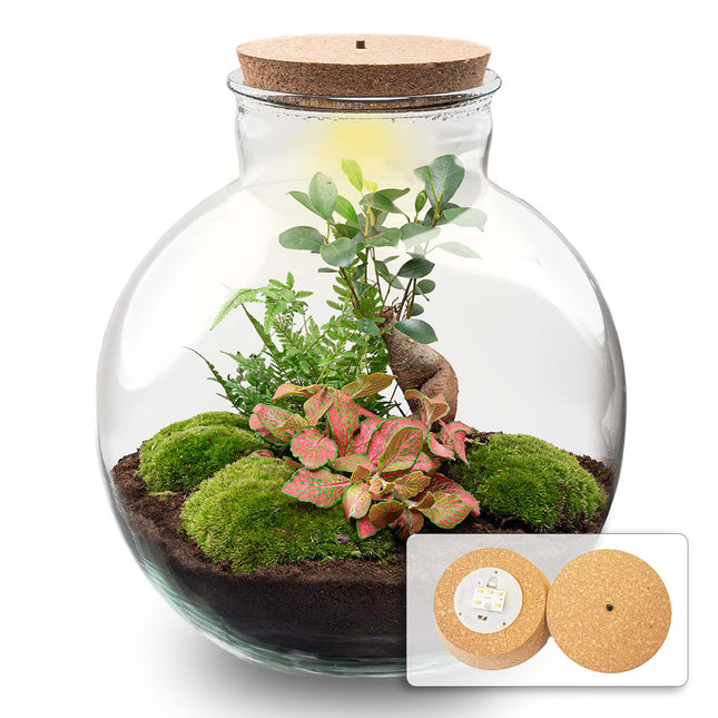 Bolder Bob Bonsai - Flaschengarten mit Licht - DIY Terrarium mit Pflanzen im Glas - Ø 31 cm ↑ 30 cm