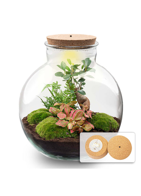 Terrarium DIY Kit - Bolder Bob Bonsai - Bottle Garden - ↑ 30 cm
