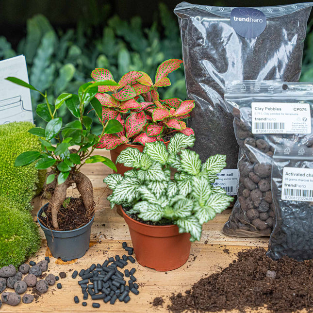 Bonsai Ficus Ginseng - Plant Terrarium Refill & Starter kit - 3 terrarium plants - DIY