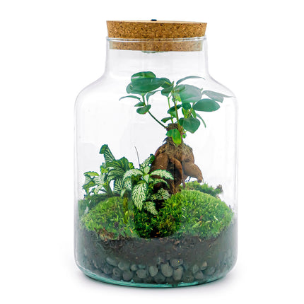 Flaschengarten • Little Milky + Bonsai + weiße Fittonia + Lampe • Ökosystem mit Pflanzen im Glas • ↑ 25 cm