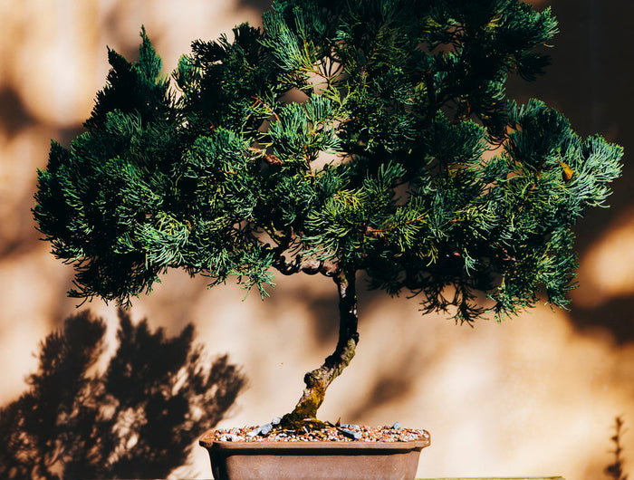 Bonsai-Miniature Pine Forest Bonsai Tree from  The Miniature  Pine Forest Bonsai Tree is one of the most tropical of the Bonsai trees.