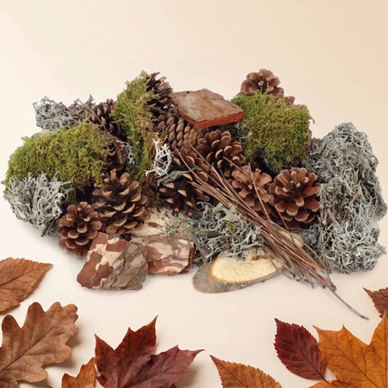 Flaschengarten Forest mix - Moos, Zapfen, Holz - 0,75 m2