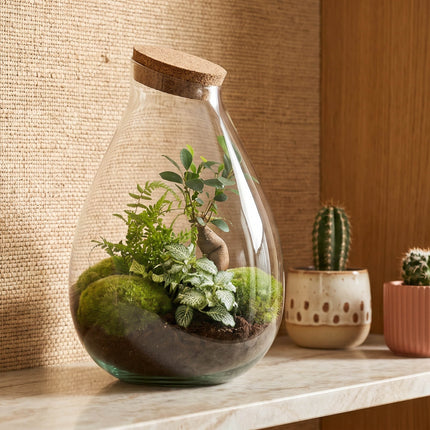 Drop XL Groen - Planten Terrarium met kurk - DIY kit - Ecosysteem plant - Ø 24 cm ↑ 37 cm