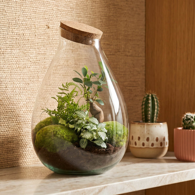 Drop XL Groen - Planten Terrarium met kurk - DIY kit - Ecosysteem plant - Ø 24 cm ↑ 37 cm