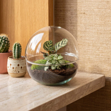 Dome - Zweiteiliges rundes Glas Flaschengarten - DIY Terrarium mit Pflanzen im Glas - Ø 20 cm ↑ 20 cm
