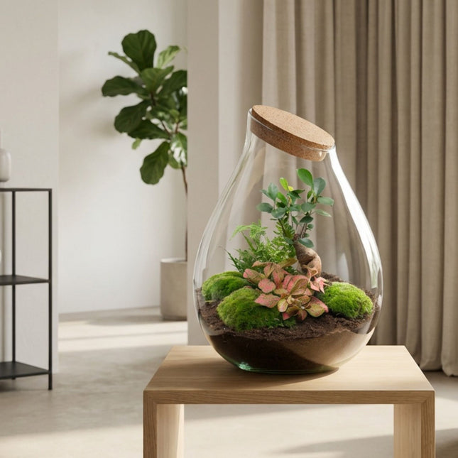 indoor glass plant terrarium Drop XXL Terrarium DIY - Create your own mini Ecosystem