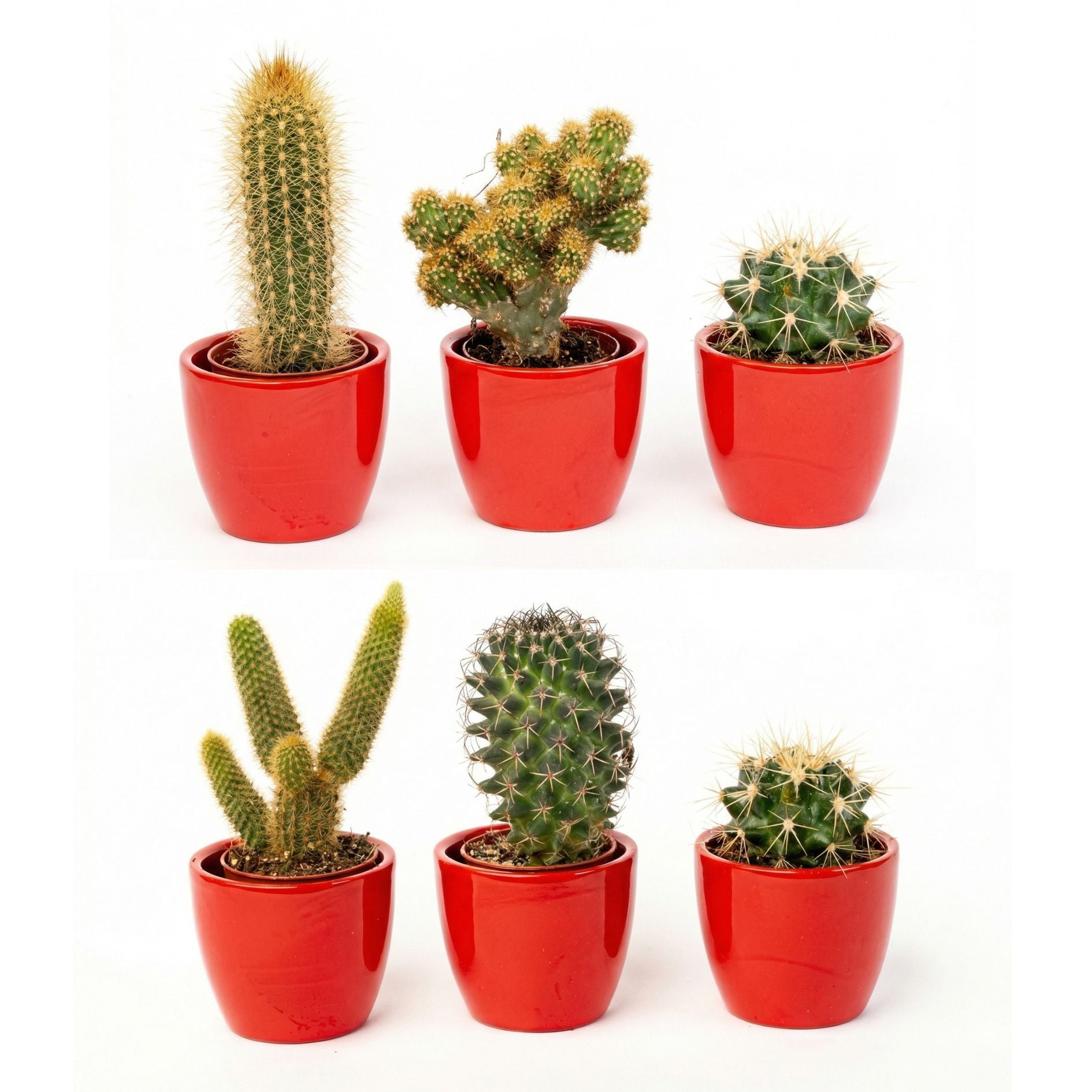 cactus plant with pot Cactus Set of 3 with Red Mini Pot - Mixed Live Cacti