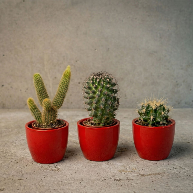 cute cactus plant pot Cactus Set of 3 with Red Mini Pot - Mixed Live Cacti