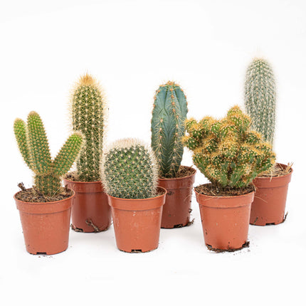 Kakteen-Set (6er Pack)