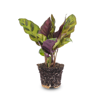 Calathea Lancifolia - Peacock plant - Terrarium plant