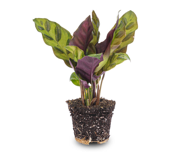 Calathea Lancifolia – Pfauenpflanze – Terrarienpflanze – urbanjngl.com