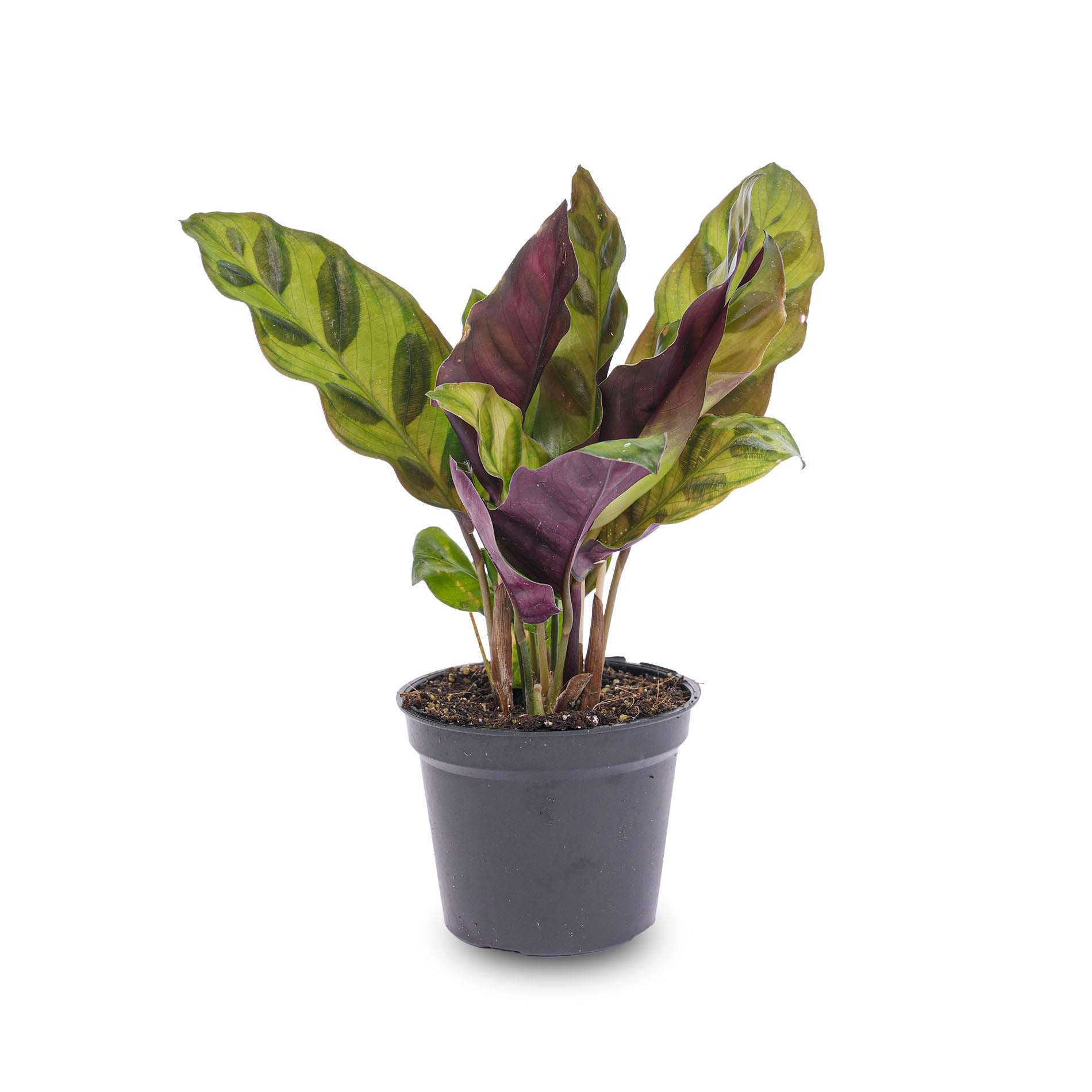peacock plant pot Calathea Lancifolia - Peacock plant