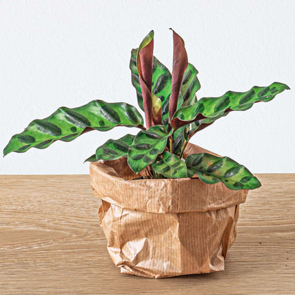 Planten terrarium pakket - Calathea Lancifolia - 3 terrarium planten - Navul & Startpakket DIY terrarium - Mini ecosysteem plant