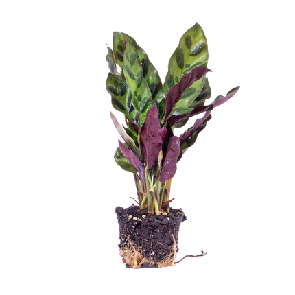 Calathea Lancifolia – Pfauenpflanze – Terrarienpflanze