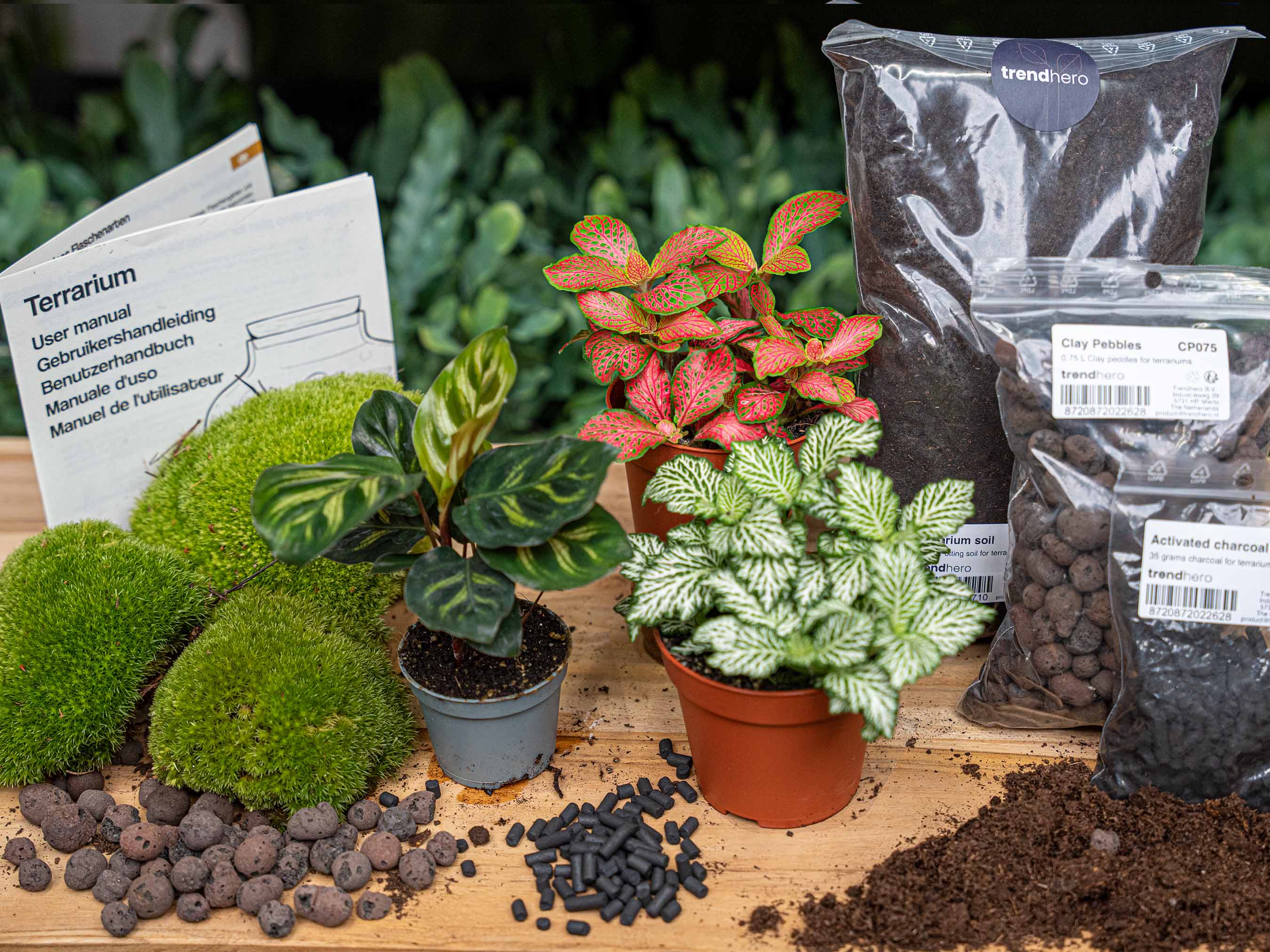 charcoal for house plants Calathea Makoyana - Plant Terrarium Refill & Starter kit