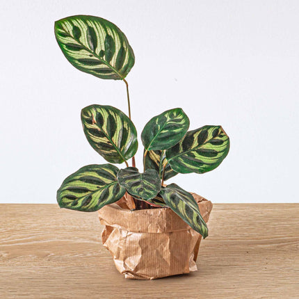 Planten terrarium pakket - Calathea Makoyana - 3 terrarium planten - Navul & Startpakket DIY terrarium 