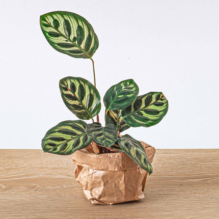 Calathea Makoyana – Pfauenpflanze – Terrarienpflanze