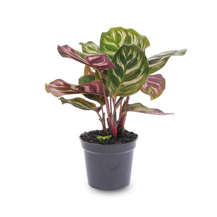 Calathea Makoyana – Pfauenpflanze – Terrarienpflanze