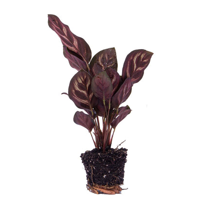 Calathea Lancifolia - Pauwenplant - Terrarium plant