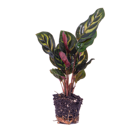 Calathea Makoyana - Pauwenplant - Terrarium plant