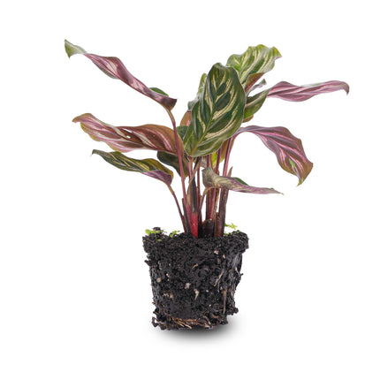 Calathea Makoyana – Pfauenpflanze – Terrarienpflanze