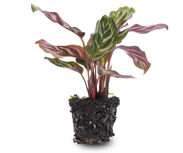 Calathea Makoyana – Pfauenpflanze – Terrarienpflanze – urbanjngl.com