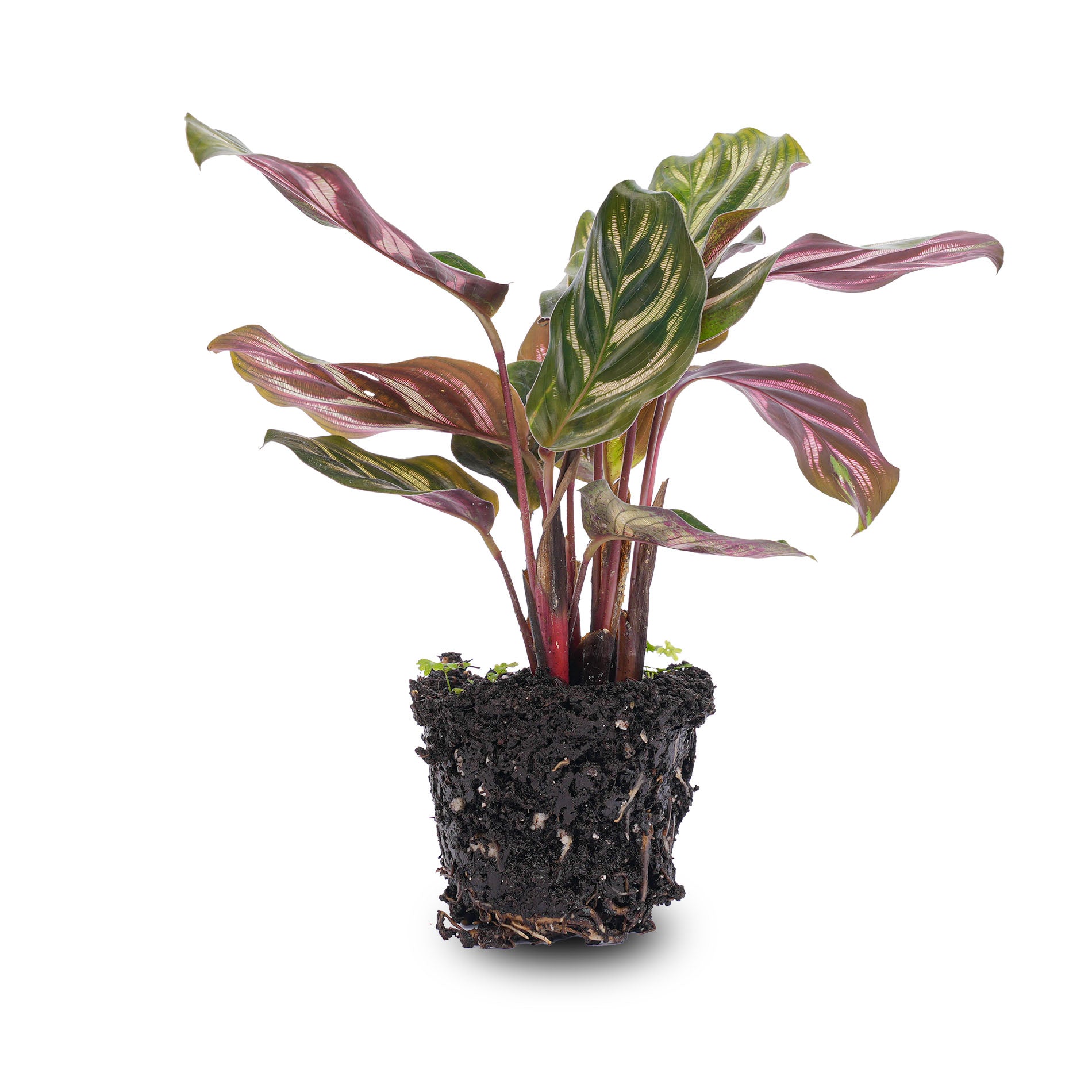 calathea makoyana prayer plant Calathea Makoyana - Peacock plant
