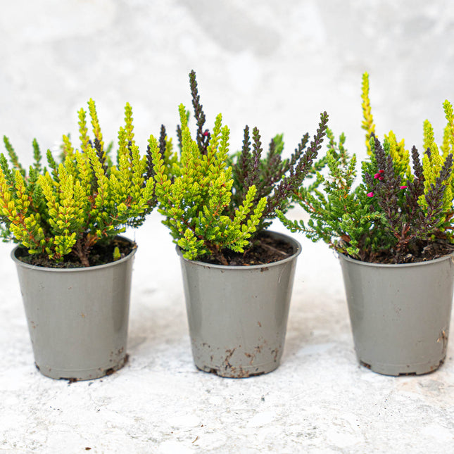 Calluna Vulgaris - Garden Girls 'Sunset Girls' - Mini