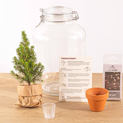 Kit Terrarium DIY • Dôme XL Ficus Ginseng bonsaï • ↑ 28 cm