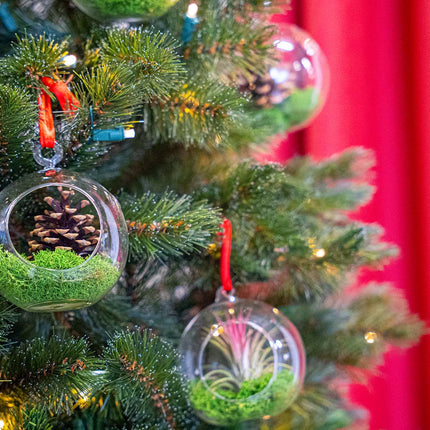 Bola de Navidad de vidrio - Tillandsia y musgo de reno