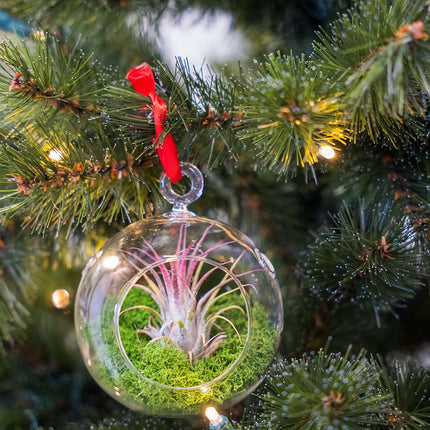 Bola de Navidad de vidrio - Tillandsia y musgo de reno