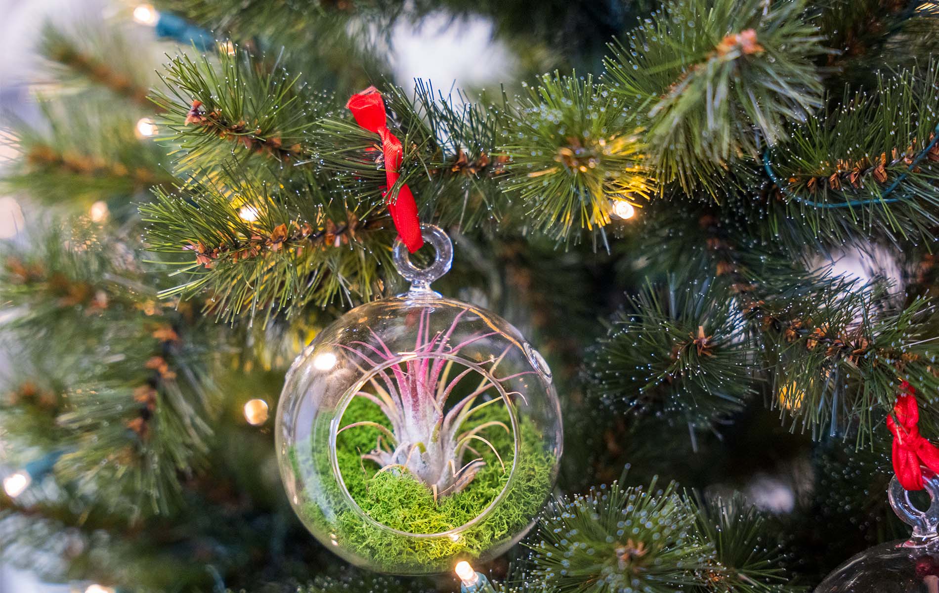 christmas air plants Glass Christmas Ball