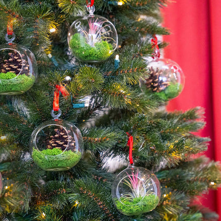 glass balls for air plants Glass Christmas Ball