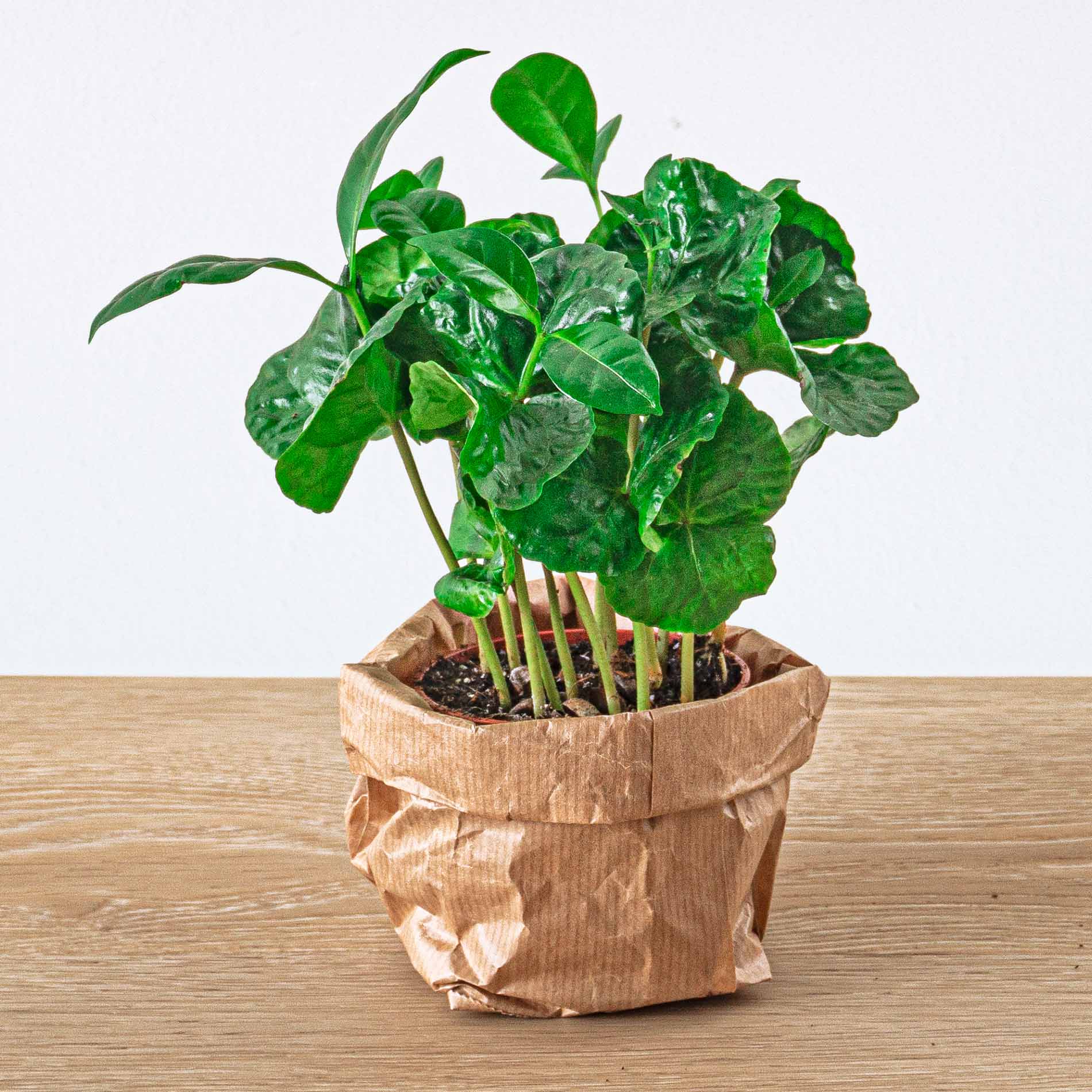arabica coffee house plant Coffea Arabica - Coffee plant