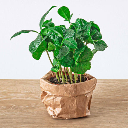 Terrariumplantenpakket Coffea Arabica - 5 planten - Koffieplant - Palm - Asperges - 2x Fittonia