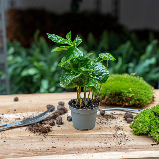 Coffea Arabica - Coffee plant - Terrarium plant