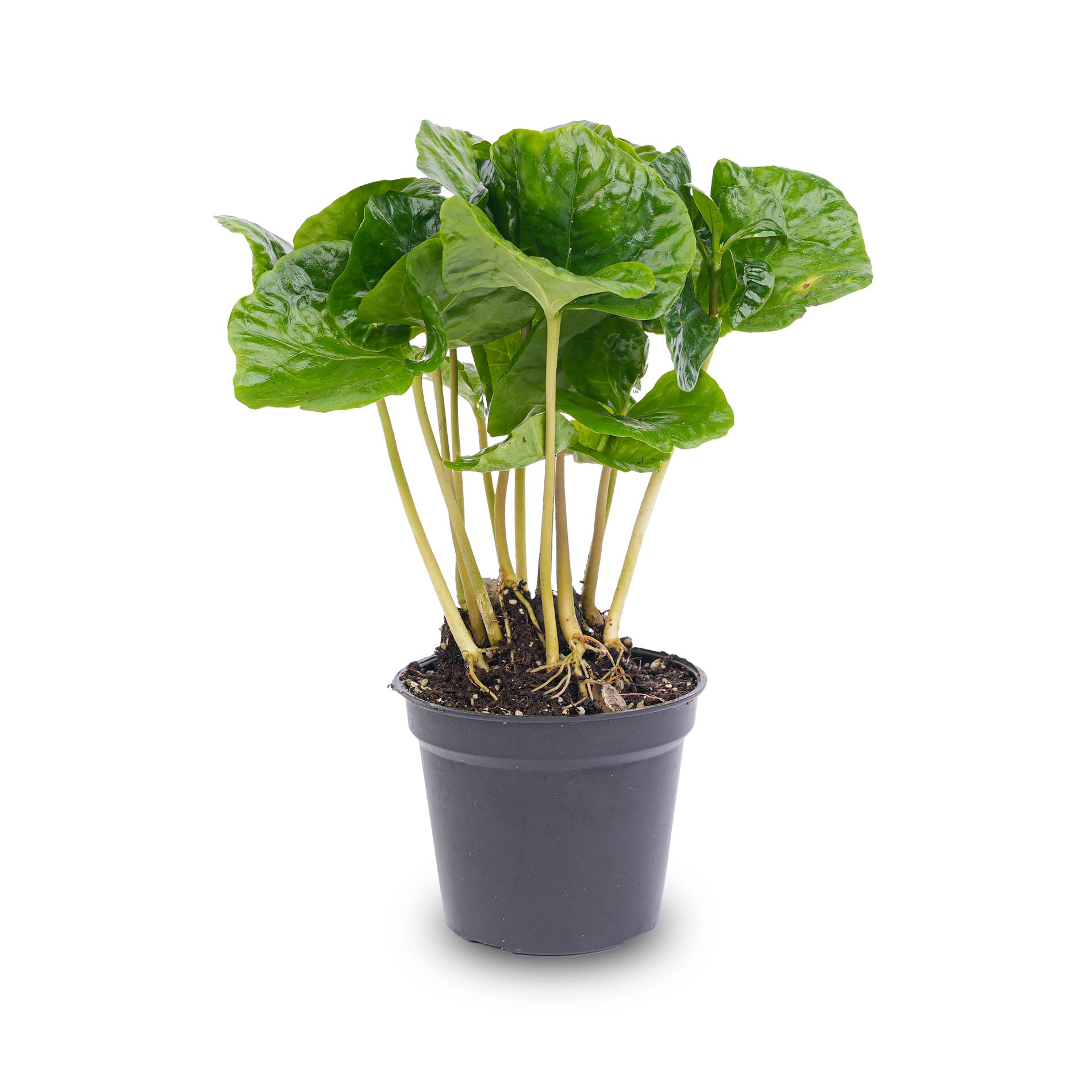 coffee plant pot Coffea Arabica - Coffee plant