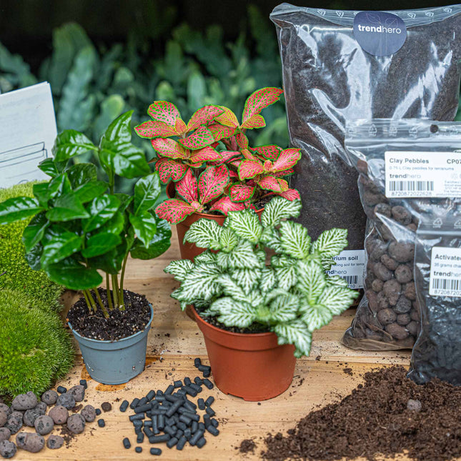 where to buy terrarium plants online Coffea Arabica - Plant Terrarium Refill & Starter kit