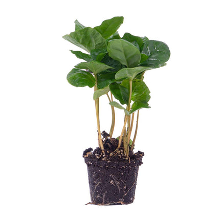 Coffea Arabica - Koffieplant - Terrariumplant