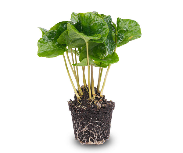Coffea Arabica - Kaffeepflanze - Terrarienpflanze  urbanjngl.com