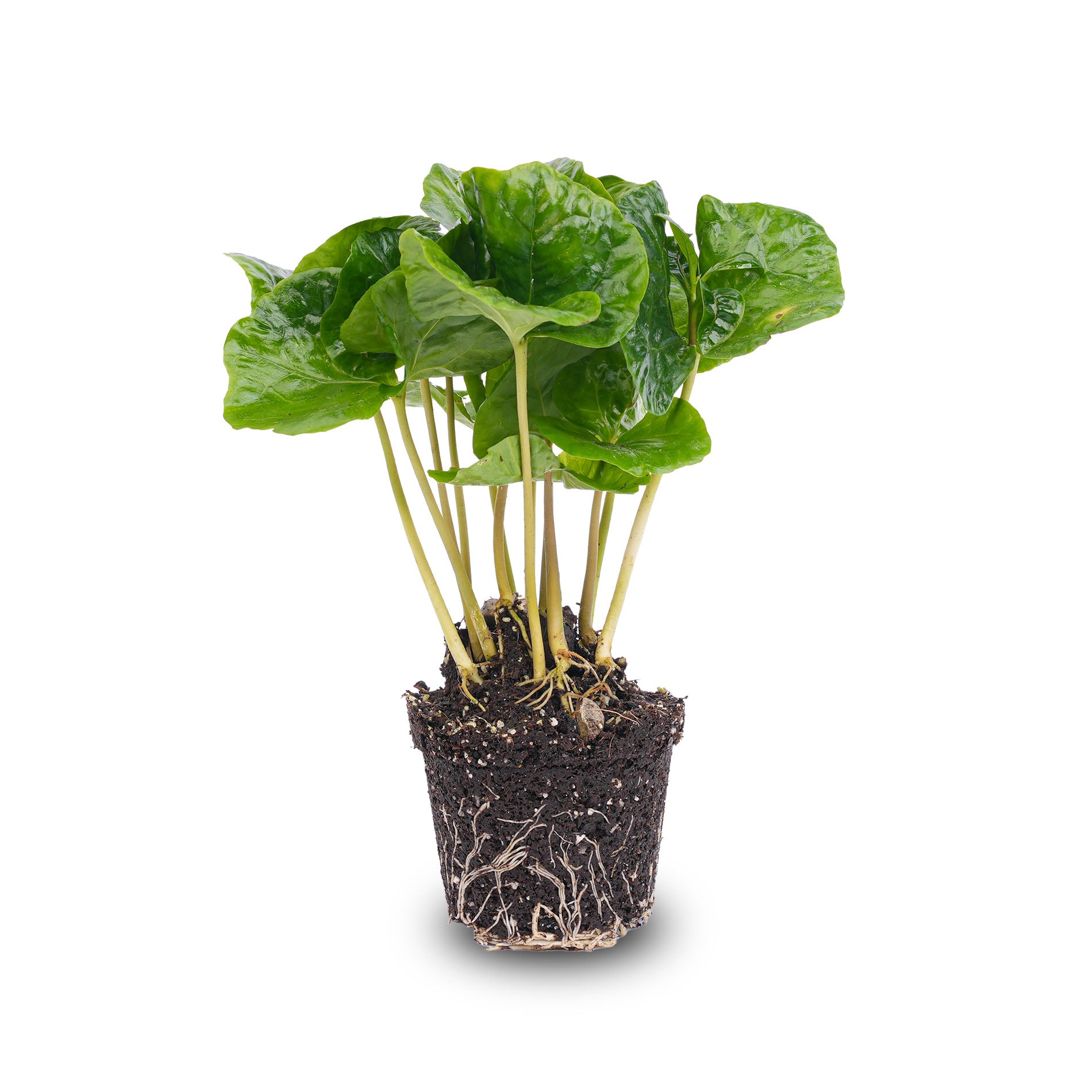 coffee arabica plant indoor Coffea Arabica - Coffee plant