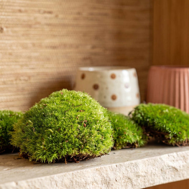 Lebendes Kissenmoos | Premium frisches lebendes Moos für Terrarien • Bun Moss • Kissenmoos