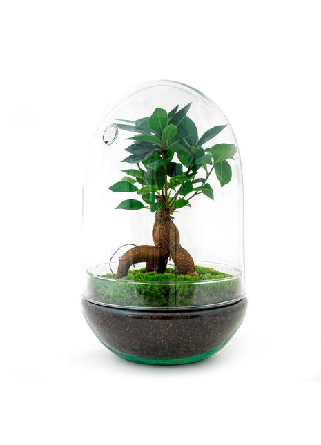 Terrarium DIY Kit - Egg XL Bonsai - Bottle Garden - ↑ 30 cm