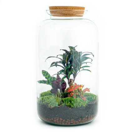 Planten terrarium • Sven XL Palm Ficus Ginseng bonsai • Ecosysteem plant • ↑ 37 cm