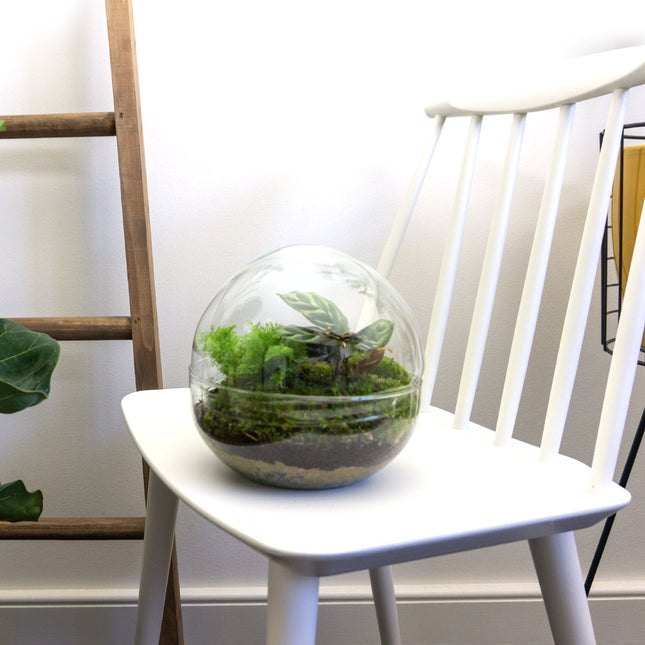 Dome - Two-part round glass terrarium - Bottle garden DIY kit - Ø 20 cm ↑ 20 cm