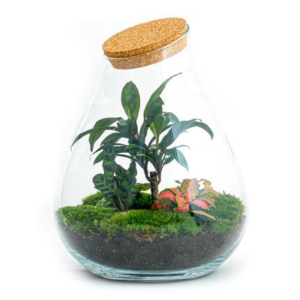 Kit DIY Terrario • Gota XL Ficus Ginseng bonsai • Ecosistema con plantas • ↑ 37 cm