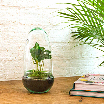 Planten terrarium - Egg - Ecosysteem in 'ei stolp' - ↑ 25 cm