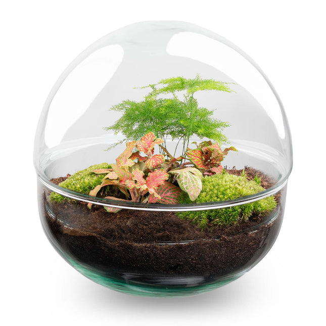 Dome Red - Two-part round glass terrarium - Bottle garden DIY kit - Ø 20 cm ↑ 20 cm